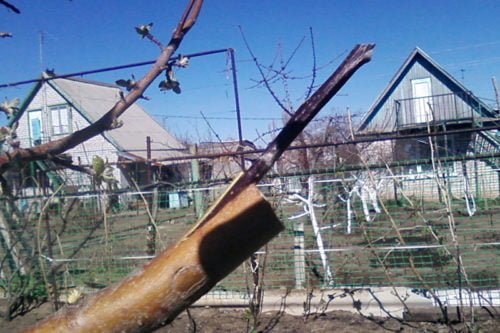 Способы прививки яблони