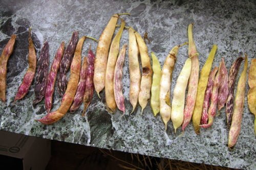 Выращивание фасоли