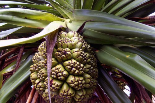 Выращивание пандануса в домашних условиях