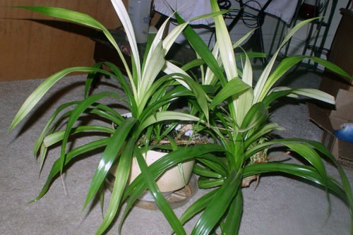 Уход за панданусом в домашних условиях