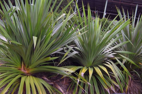 Как сажать и выращивать панданус