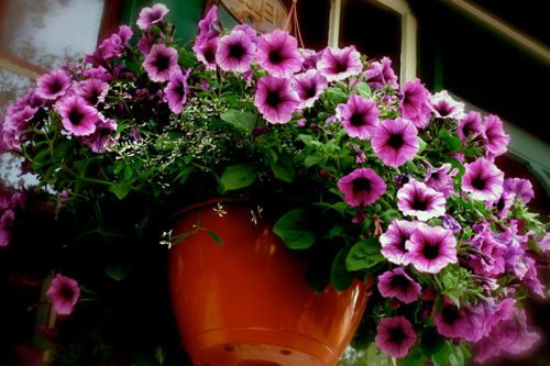 Как вырастить петунию дома