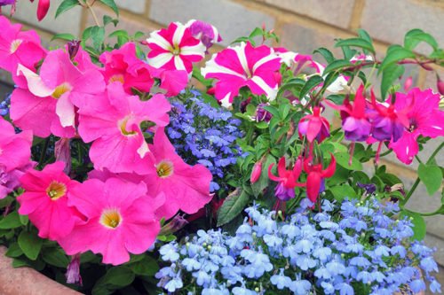 Уход за петунией в саду и дома