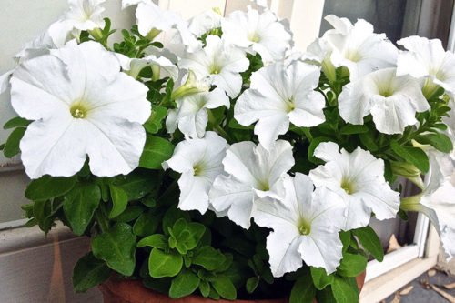 Сажаем и ухаживаем за петунией в саду