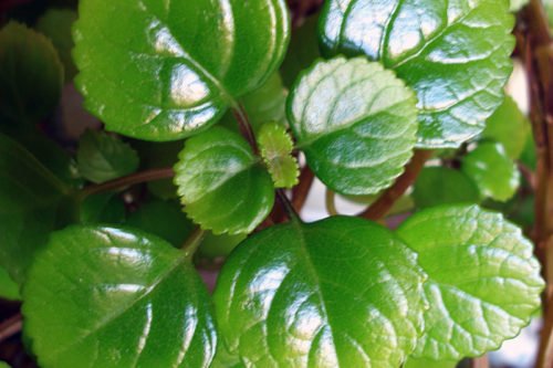 Посадка и уход за плектрантусом