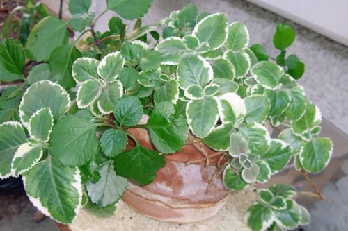 Как сажать и ухаживать за плектрантусом