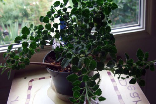 Выращивание плектрантуса на подоконнике