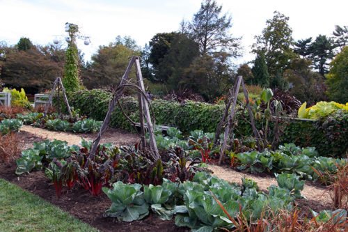 Требования к почве на огороде