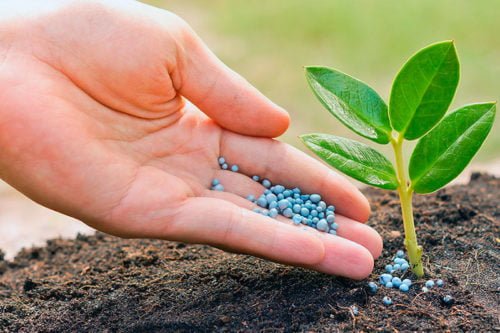 Когда и чем подкармливать овощи