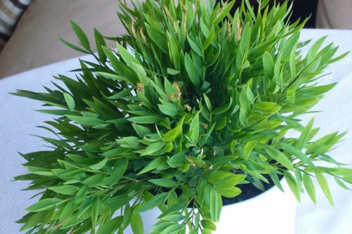 Выращивание погонатерума дома