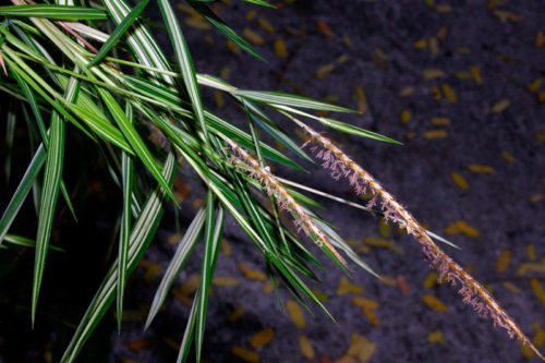 Условия выращивания погонатерума