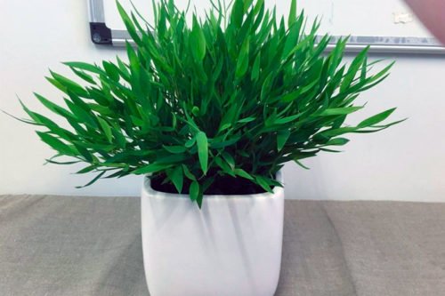 Виды погонаретума для выращивания в комнатной культуре