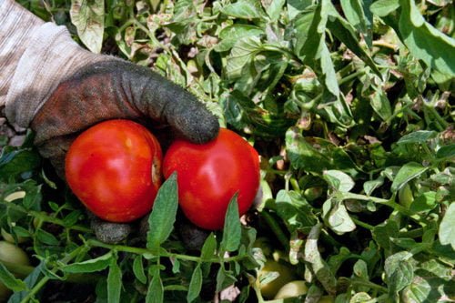 Рекомендация 7: опрыскивание помидорных кустов.