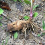 Топинамбур – вред и польза, выращивание на огороде