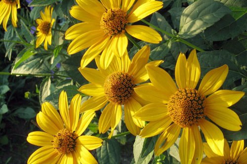 Выращивание топинамбура в открытом грунте