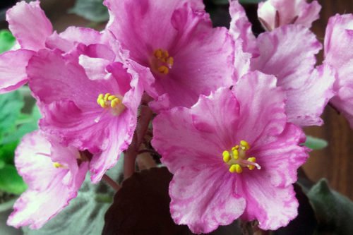 Красавица фиалка