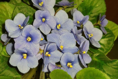 Фиалка из листка – это несложно