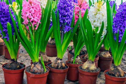 Для чего используется выгонка цветов