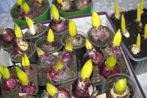 Выгонка в стеклянных колбах и в горшках