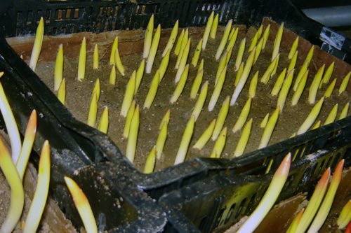 Оформление выгоночных цветов и уход за ними