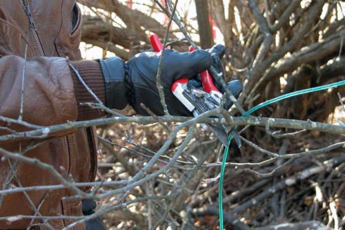 Как правильно обрезать чверешню