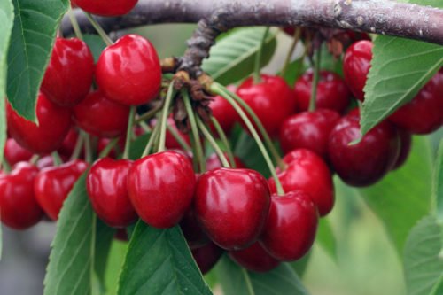 Условия обрезки черешни