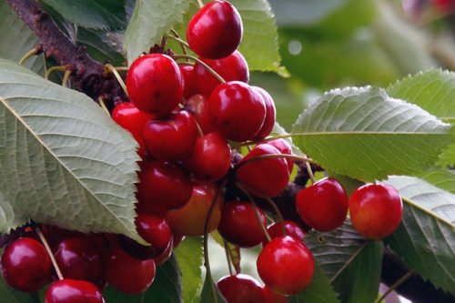 Черешня на ветках