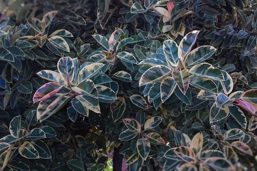 Пересадка фикуса каучуконосного