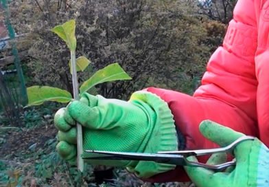 Как правильно размножать гортензию Как правильно размножать гортензию