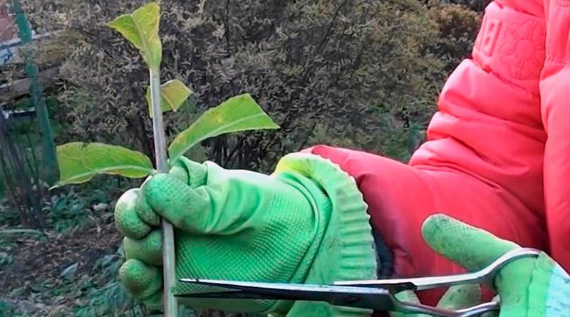 Размножение гортензии черенками