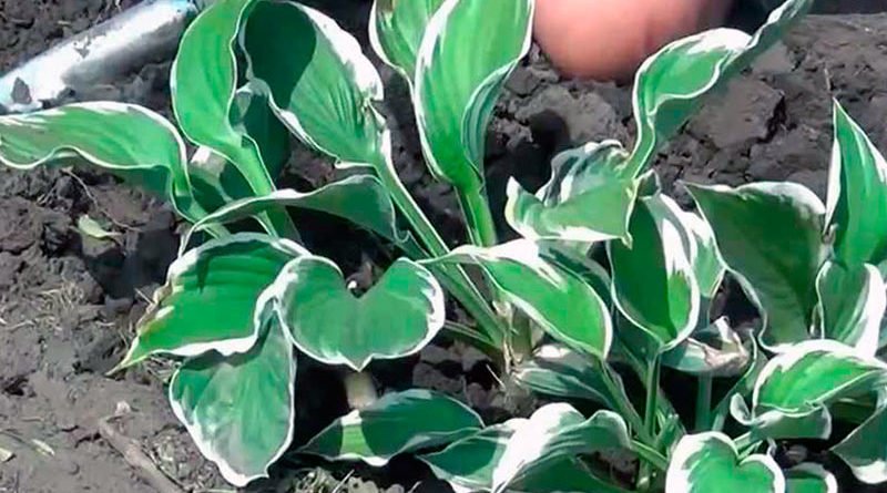 Как правильно пересадить хосты