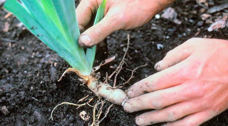 Как пересаживать ирисы летом