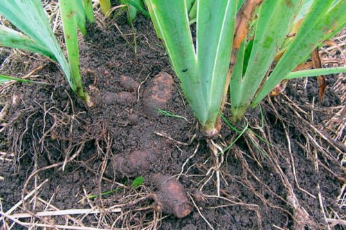 Летняя пересадка ирисов