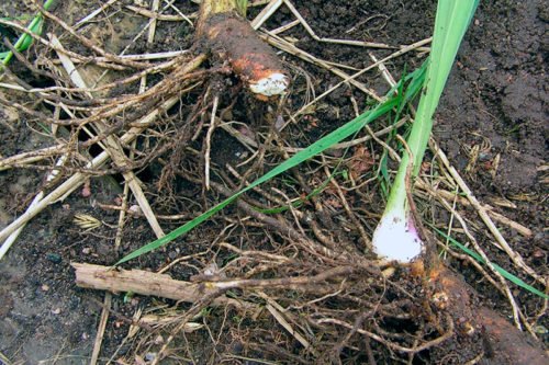 Условия пересадки ирисов летом