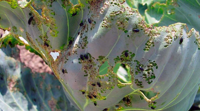 Народные средства от вредителей капусты