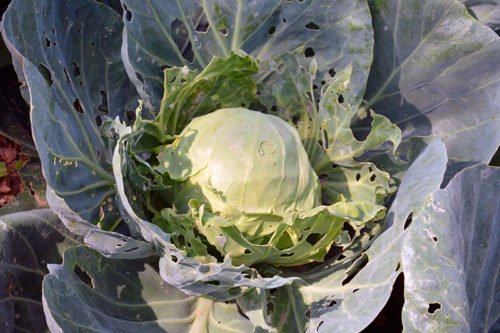 Вредители капусты в открытом грунте