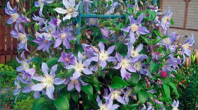 Как размножить клематисы в саду