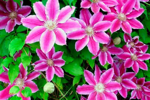 Как правильно черенковать клематисы