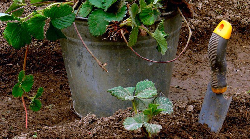 Чем удобрить клубнику весной