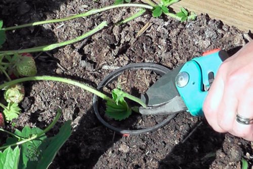 Размножение клубники усами на грядках