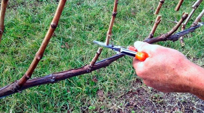 Как обрезать виноград правильно