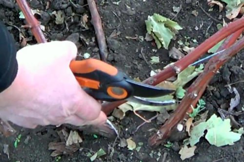 Техника обрезки винограда в саду