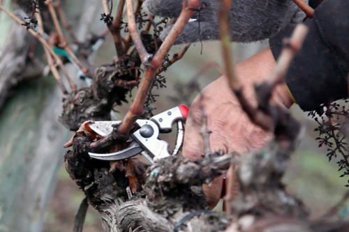 Как правильно обрезать виноград