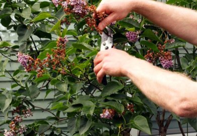 Обрезка сирени: как и когда Обрезка сирени: как и когда