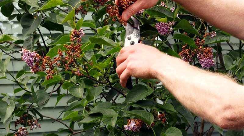 Как и когда обрезать сирень
