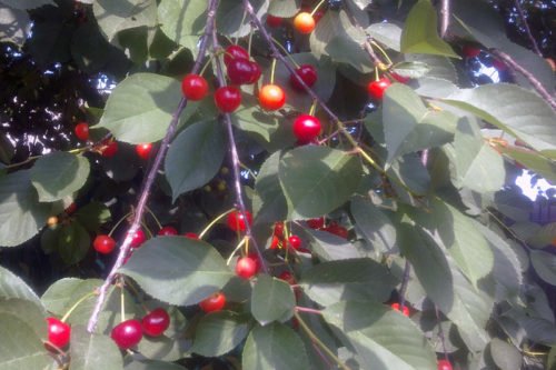 Какая вишня дает поросль