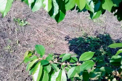 Как бороться с порослью вишни