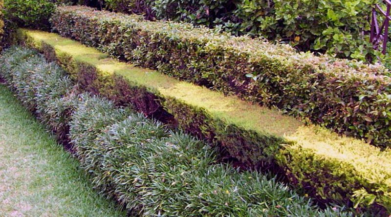 Как сделать живую изгородь