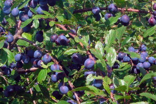 Тёрн для живой изгороди