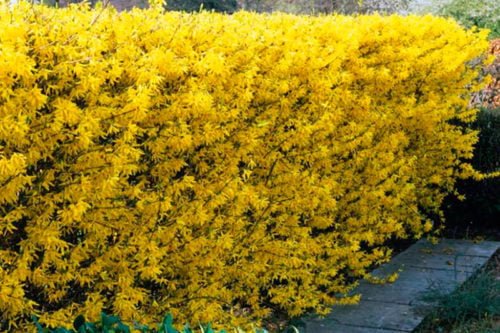 Форзиция для живой изгороди